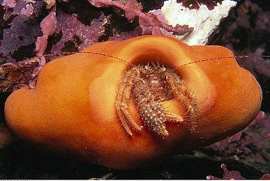 适应性射击游戏《ASCENDANT.COM》周末开启公测